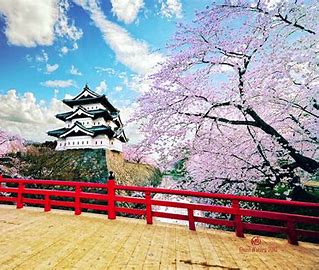 Cherry Blossoms